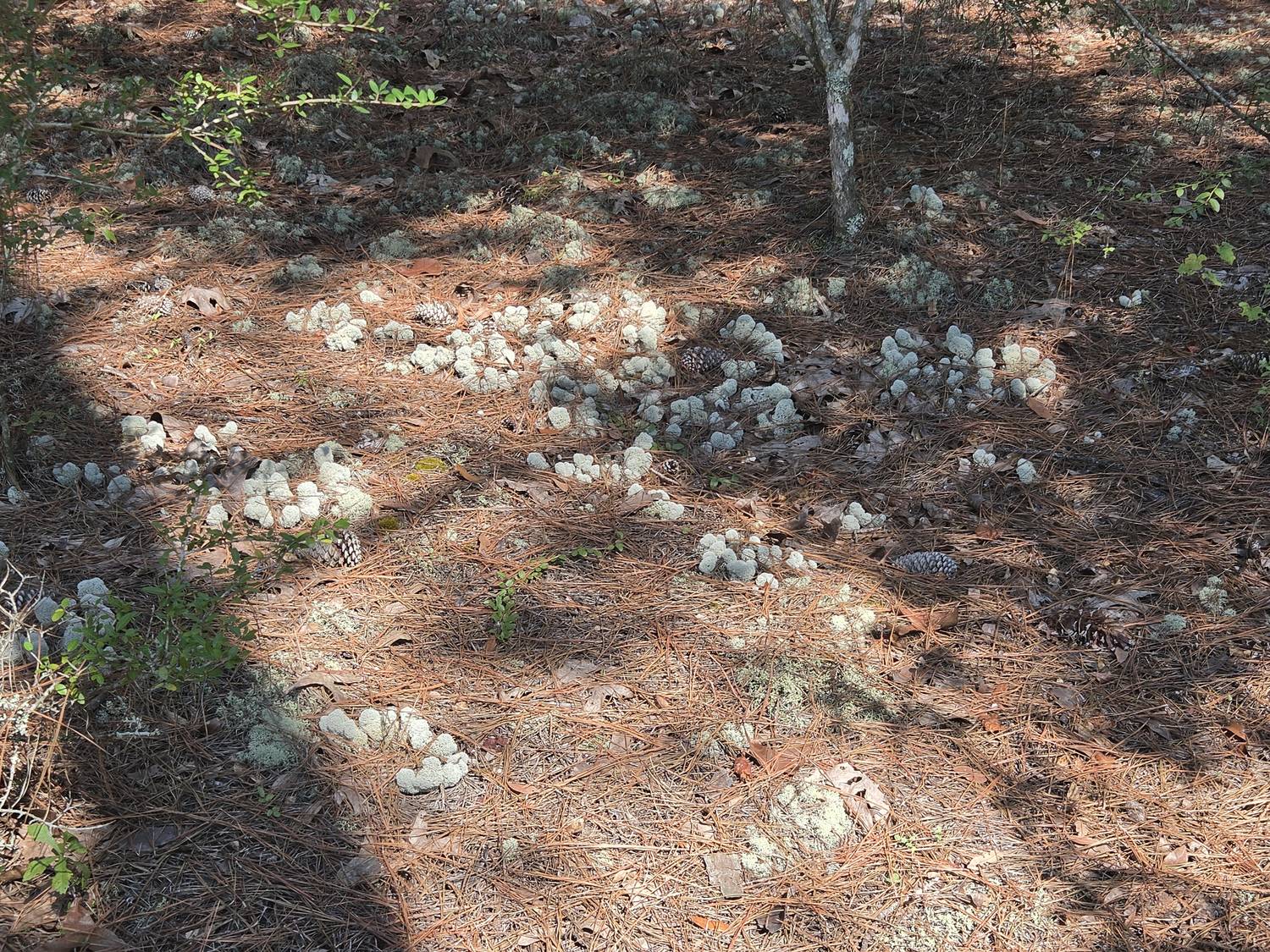 Forest floor of pine straw and fallen leaves scattered with pale grey-green cushions of reindeer lichen and pine cones.