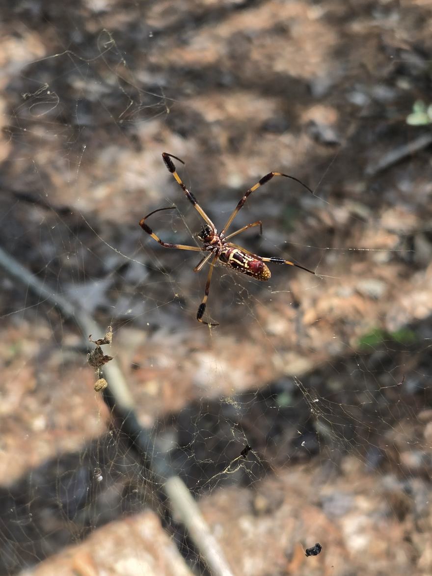 A female golden silk orb-weaver, legs banded orange and black, hanging in her web above the forest floor.