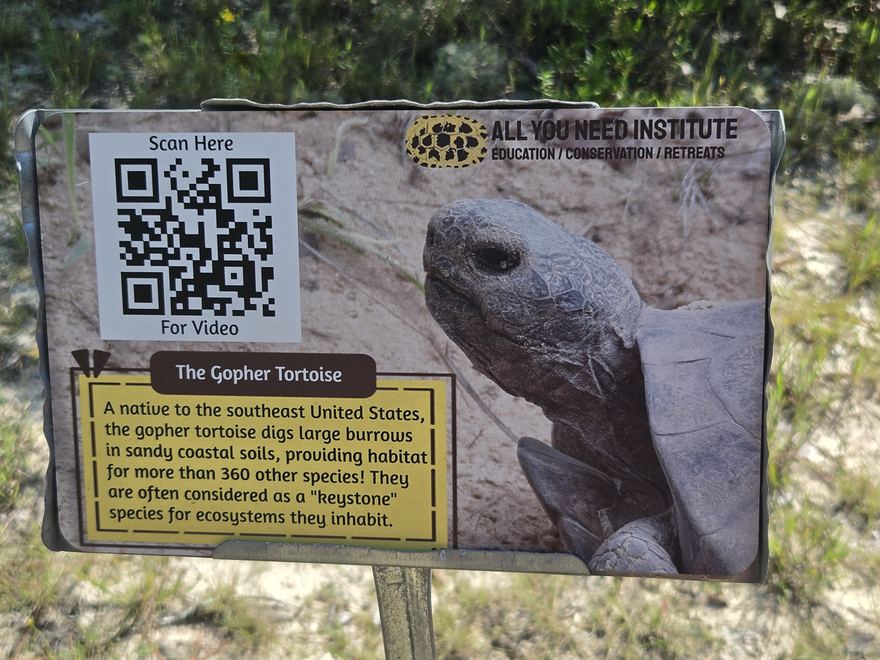 An interpretive sign about the gopher tortoise, a keystone species whose burrows shelter hundreds of others.